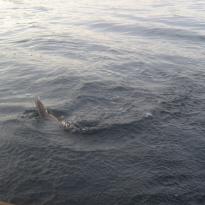 Фото природа