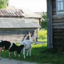 Фото природа